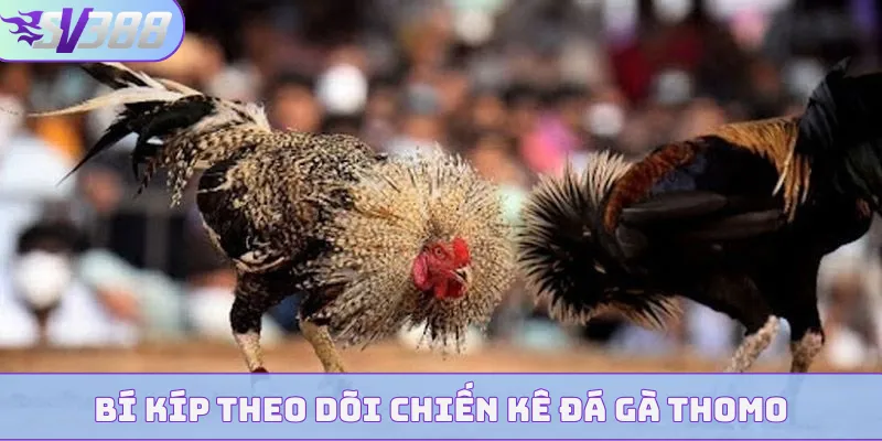Bí kíp theo dõi chiến kê đá gà Thomo