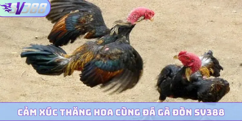 Cảm xúc thăng hoa cùng đá gà đòn SV388