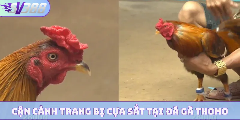 Cận cảnh trang bị cựa sắt tại đá gà Thomo