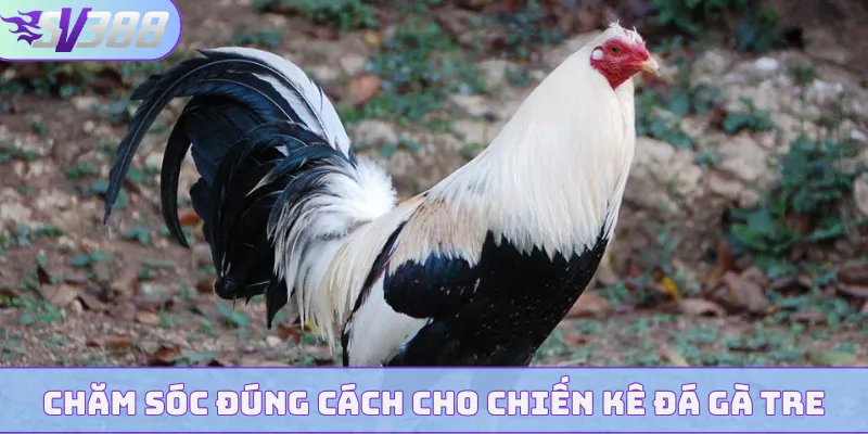 Chăm sóc đúng cách cho chiến kê đá gà tre