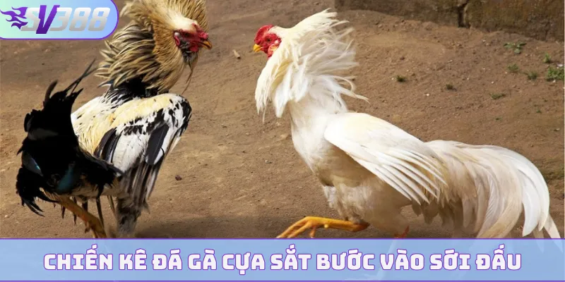 Chiến kê đá gà cựa sắt bước vào sới đấu