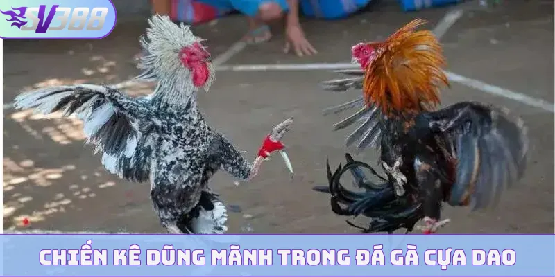 Chiến kê dũng mãnh trong đá gà cựa dao
