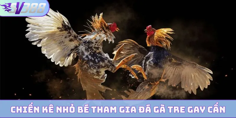 Chiến kê nhỏ bé tham gia đá gà tre gay cấn
