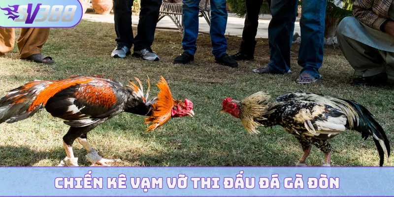 Chiến kê vạm vỡ thi đấu đá gà đòn