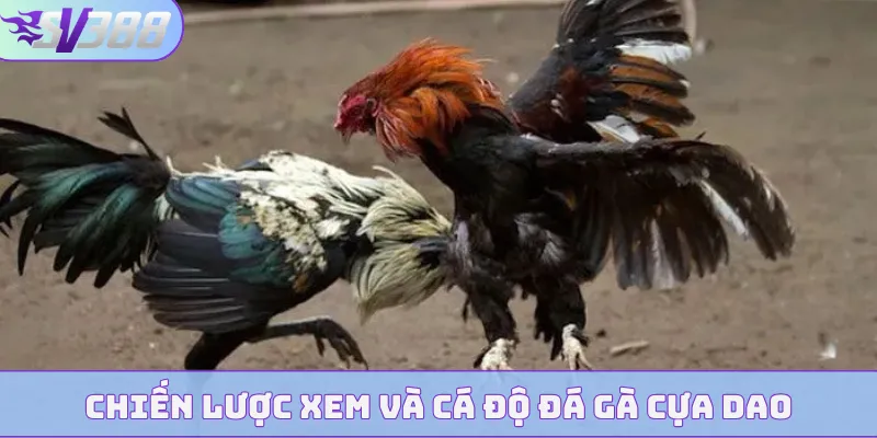 Chiến lược xem và cá độ đá gà cựa dao