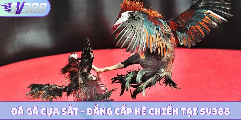 da ga cua sat bia