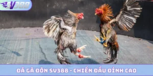 da ga don bia 1