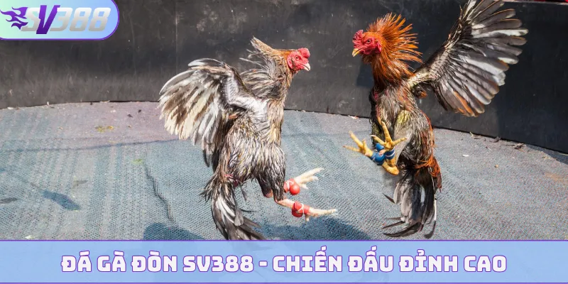 da ga don bia 1