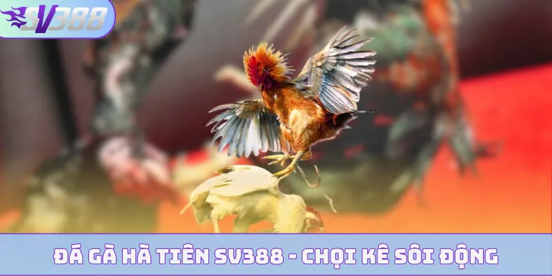 da ga ha tien bia
