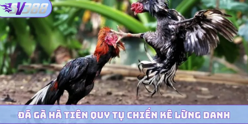 Đá gà Hà Tiên quy tụ chiến kê lừng danh