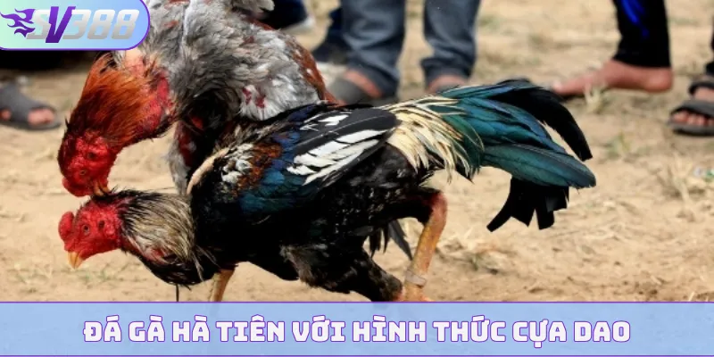 Đá gà Hà Tiên với hình thức cựa dao