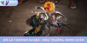 da ga tonhon bia