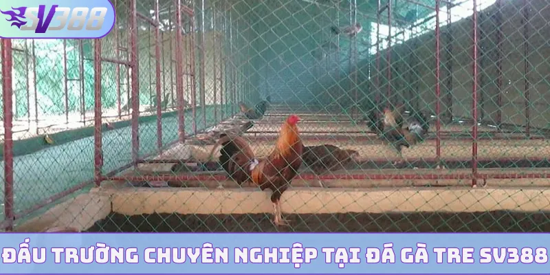 Đấu trường chuyên nghiệp tại đá gà tre SV388