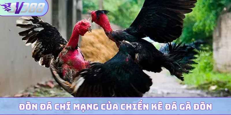 Đòn đá chí mạng của chiến kê đá gà đòn