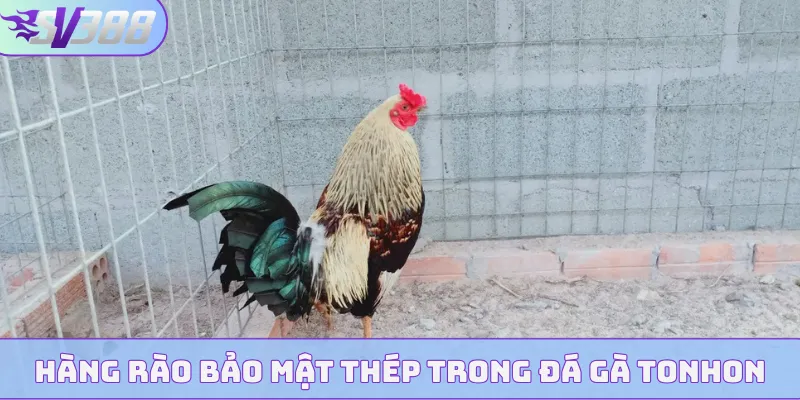 Hàng rào bảo mật thép trong đá gà Tonhon