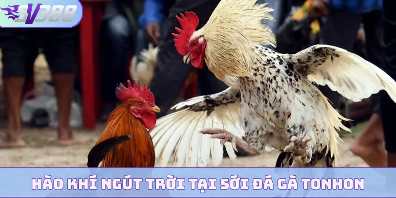 Hào khí ngút trời tại sới đá gà Tonhon