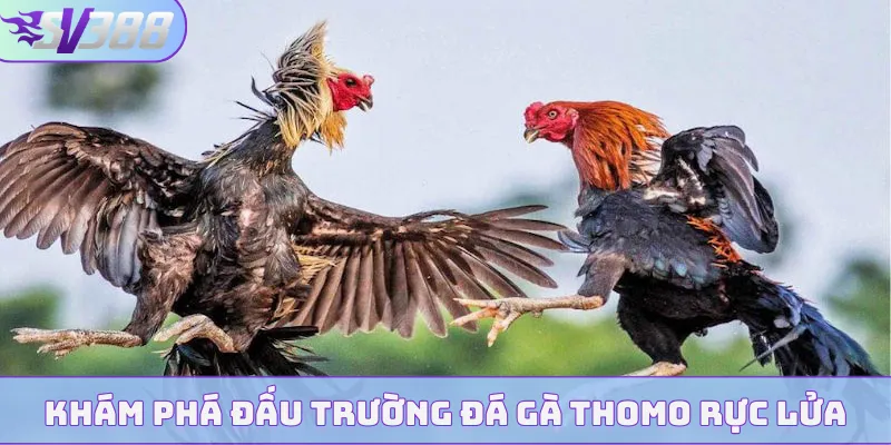 Khám phá đấu trường đá gà Thomo rực lửa