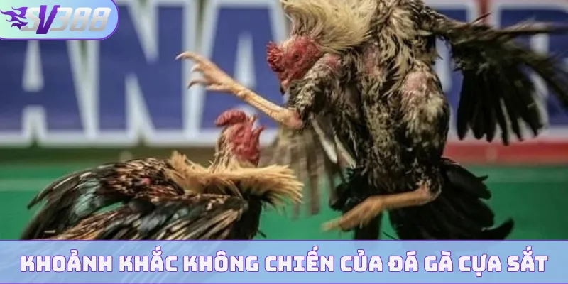 Khoảnh khắc không chiến của đá gà cựa sắt