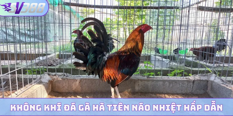 Không khí đá gà Hà Tiên náo nhiệt hấp dẫn