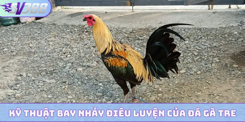 Kỹ thuật bay nhảy điêu luyện của đá gà tre