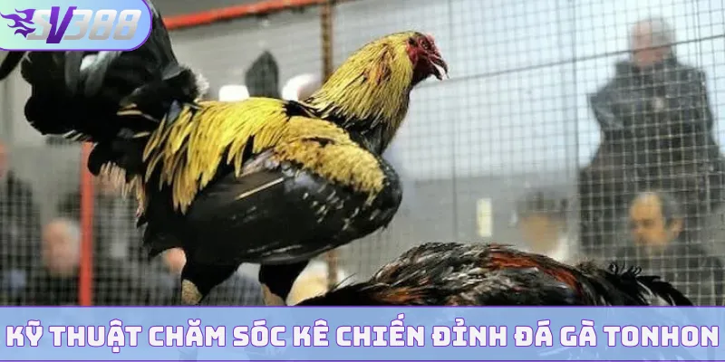 Kỹ thuật chăm sóc kê chiến đỉnh đá gà Tonhon