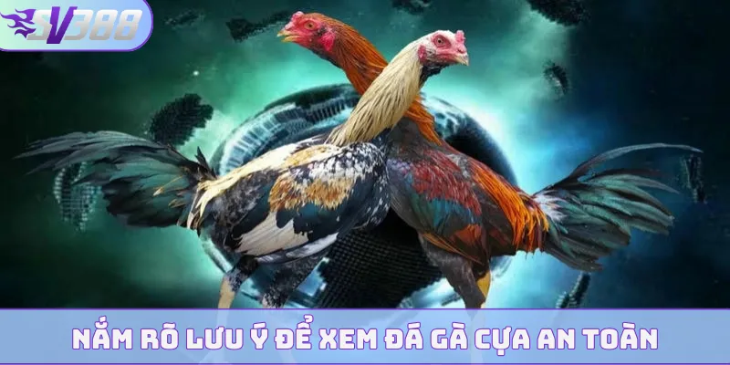Nắm rõ lưu ý để xem đá gà cựa an toàn