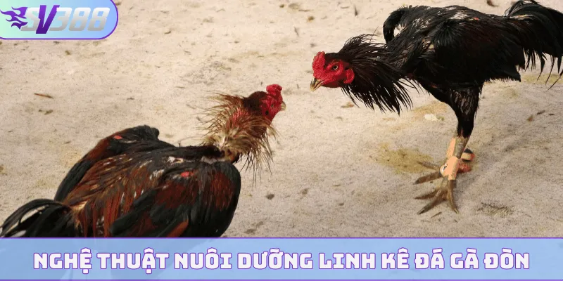 Nghệ thuật nuôi dưỡng linh kê đá gà đòn