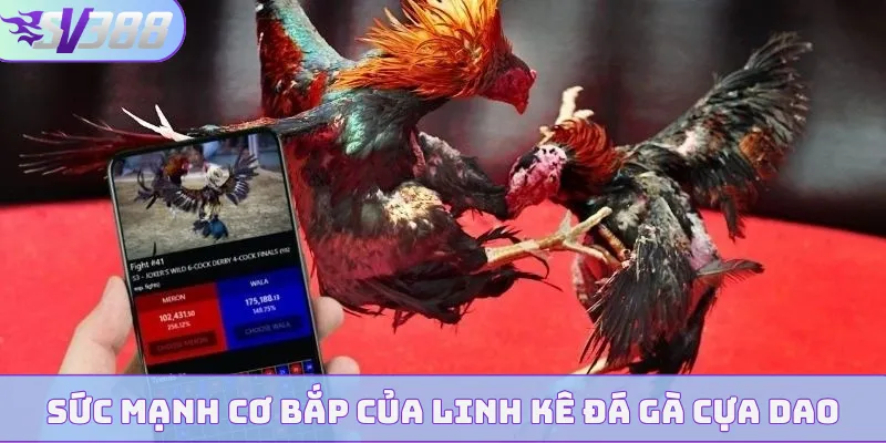 Sức mạnh cơ bắp của linh kê đá gà cựa dao