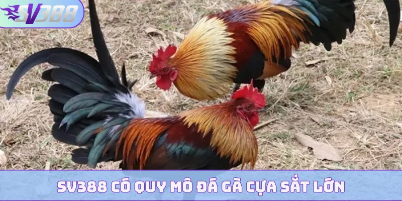 SV388 có quy mô đá gà cựa sắt lớn