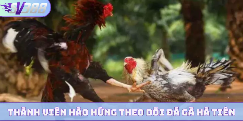 Thành viên hào hứng theo dõi đá gà Hà Tiên