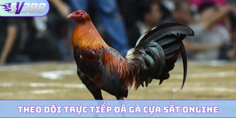Theo dõi trực tiếp đá gà cựa sắt online