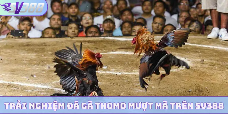 Trải nghiệm đá gà Thomo mượt mà trên SV388